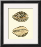 Buy Leopard Cowry Shells at AllPosters.com