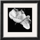 Quince Blossoms VI