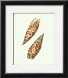 Buy Volute Shells at AllPosters.com