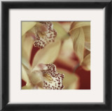 Buy Cymbidium Flow I at AllPosters.com