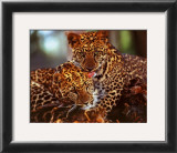 Leopards