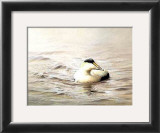 Buy Solitary Eider at AllPosters.com