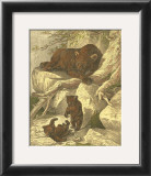 Buy Small Brown Bear at AllPosters.com