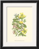 Buy Summer Garden XI at AllPosters.com