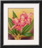 Buy Cattleya at AllPosters.com