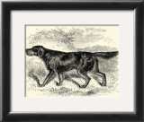Gordon Setter