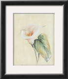 Buy Calla Lily II at AllPosters.com