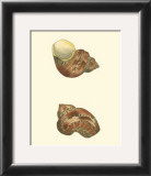 Buy Variegated Turbo Shells at AllPosters.com