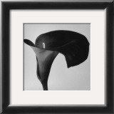 Buy Black Arum II at AllPosters.com
