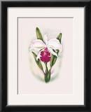 Buy Cattleya Orchid at AllPosters.com
