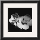 Quince Blossoms IV