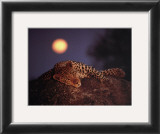 Buy Leopard with Rising Moon at AllPosters.com