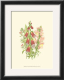 Buy Summer Garden VIII at AllPosters.com