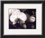 Buy Orchid Simplicity at AllPosters.com