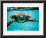 Honu, Turtle