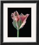 Buy Tulipa China Town at AllPosters.com
