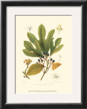 Buy Sassafras at AllPosters.com