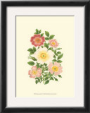 Buy Summer Garden IV at AllPosters.com