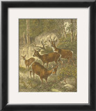 Buy Small Roe Deer at AllPosters.com