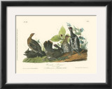 Canada Grouse