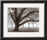 Oak Grove in Fog
