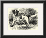 English Setter