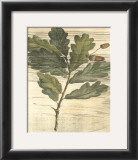 Buy Weathered Oak Leaves II at AllPosters.com
