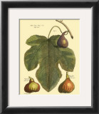 Buy Fig Leaf II at AllPosters.com