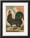 Buy Roosters V at AllPosters.com