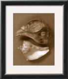 Sensual Shells II