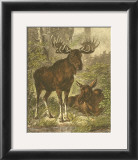 Buy Small Moose at AllPosters.com