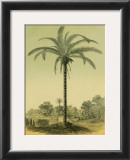 Astrocaryum Palm