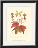 Buy Red Maple at AllPosters.com
