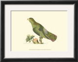 Buy Purple-Tailed Parakeet at AllPosters.com