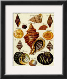 Conchylien Cabinet III