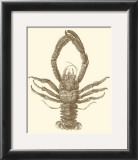 Sepia Lobster II