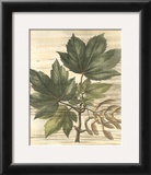 Buy Weathered Maple Leaves II at AllPosters.com