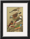 Buy Petite Songbirds I at AllPosters.com