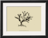 Buy Coral on Khaki IV at AllPosters.com