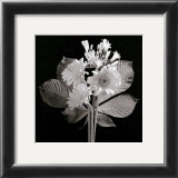 Zinnias