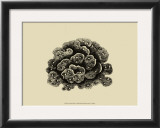 Buy Coral on Khaki I at AllPosters.com