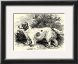 Clumber Spaniel