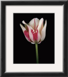 Buy Tulipa Sorbet at AllPosters.com