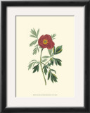 Buy Crimson Beauty III at AllPosters.com