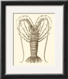 Sepia Lobster I