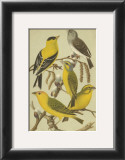 Buy Petite Songbirds III at AllPosters.com
