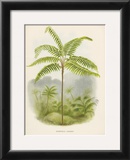 Buy Tree Fern (Hemitelia Lindeni) at AllPosters.com