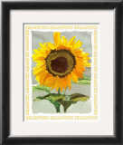 Buy Message in a Bottle, Ehlianthus at AllPosters.com