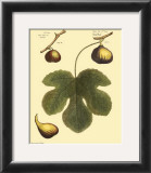 Buy Fig Leaf I at AllPosters.com