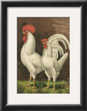Buy Roosters VI at AllPosters.com